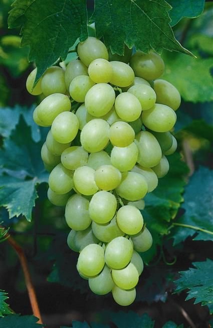 Grapes